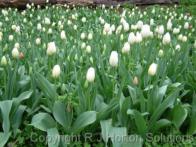 Tulip Bed White